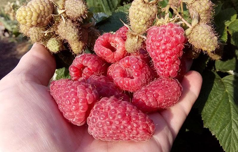 framboise à gros fruits