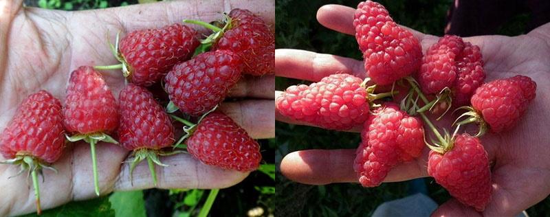 bayas sabrosas jugosas