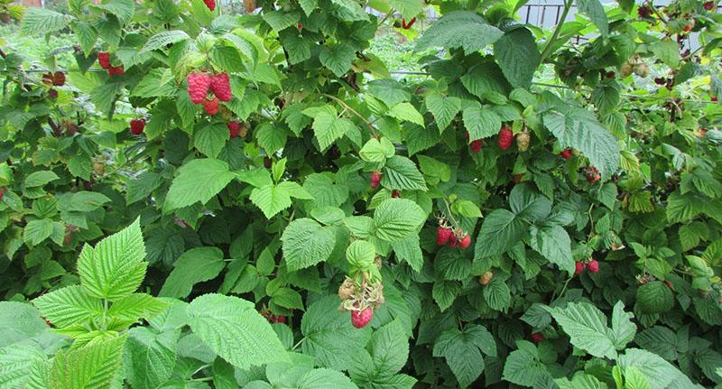 comment sont cultivées les framboises Pride of Russia