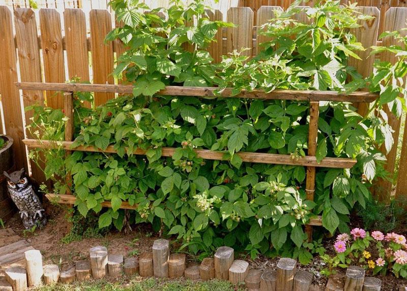 faire pousser des framboises le long de la clôture