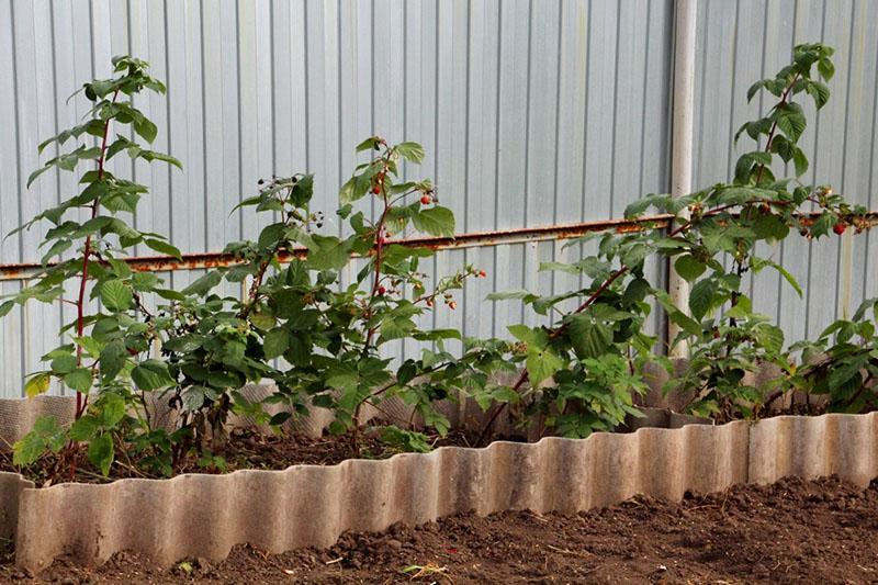 un lit de framboises le long de la clôture