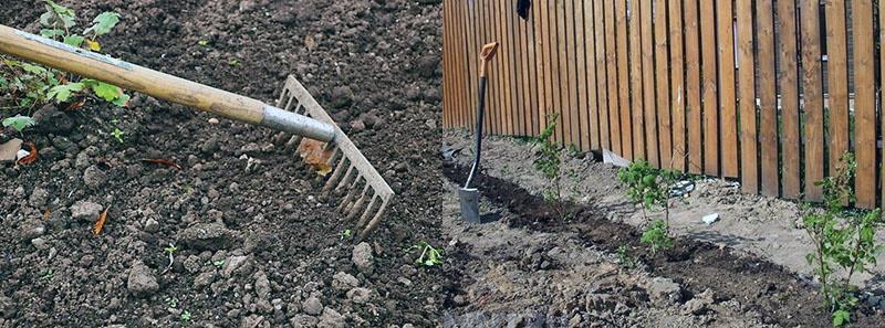 preparación del suelo para el cultivo de frambuesas