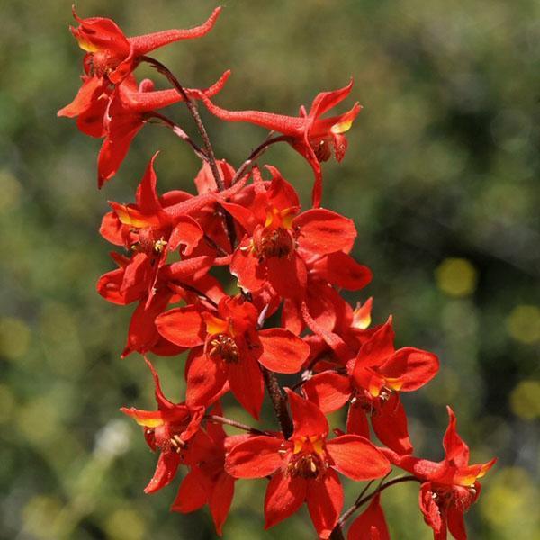 delphinium rouge
