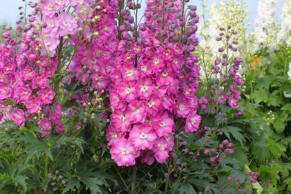 delphinium rose
