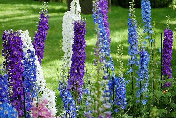 delphinium ajax