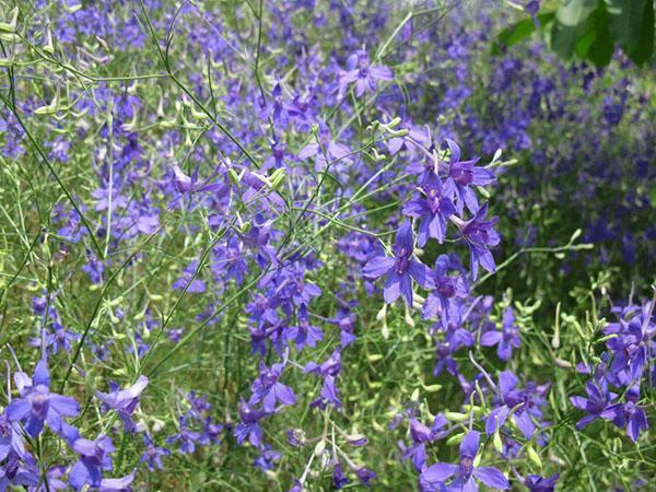 delphinium des champs