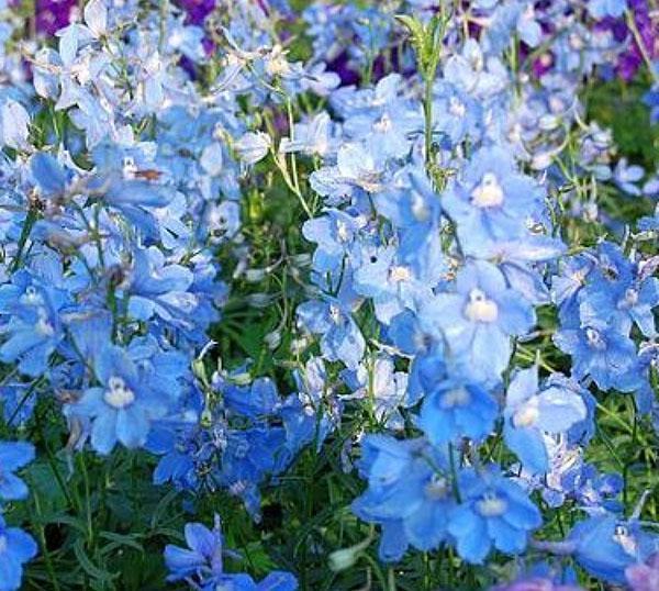 delphinium belladone