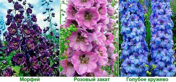 variétés morpheus, coucher de soleil rose et dentelle bleue