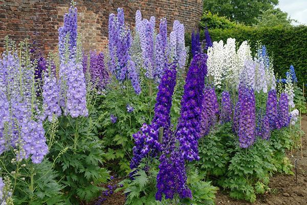 Delphinium de Nueva Zelanda