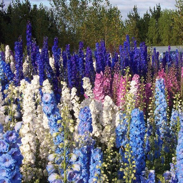 fabuleux delphinium