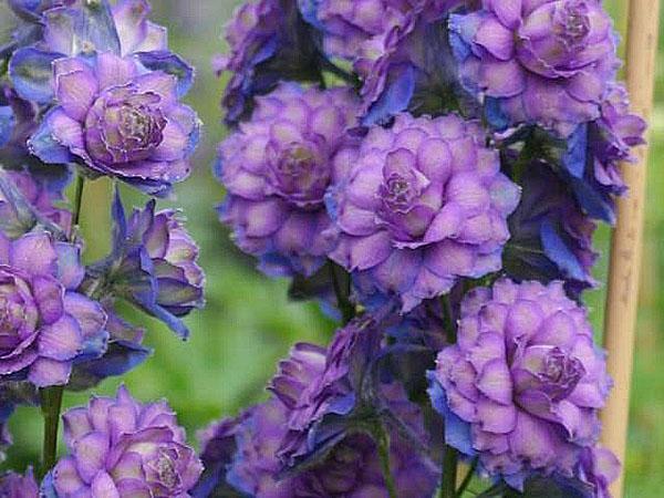 Delphiniums écossais