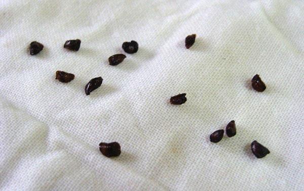 étaler les graines sur un chiffon