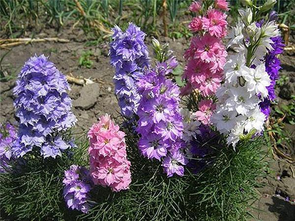 delphinium en el jardín