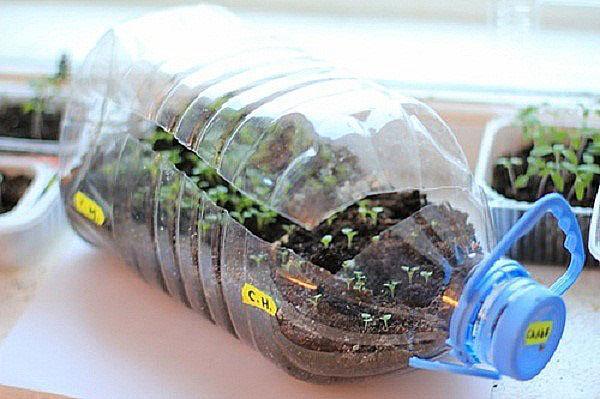 faire pousser des semis dans une bouteille en plastique