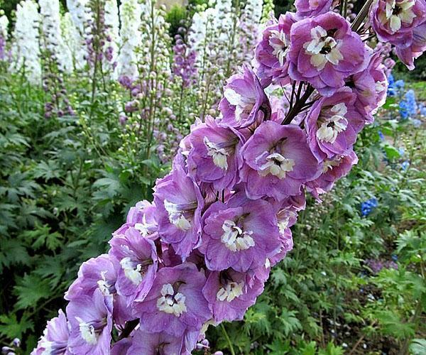 l'un des types de delphinium