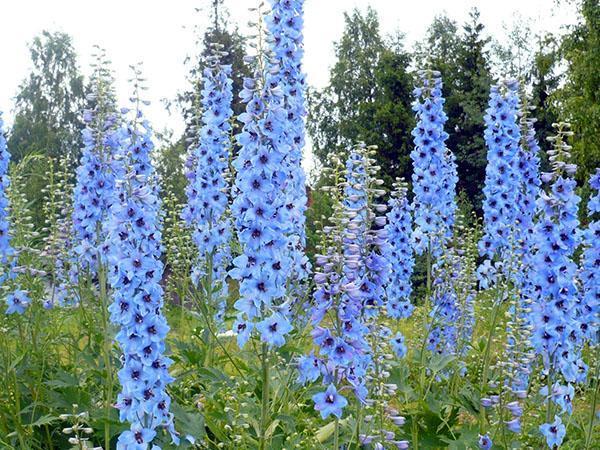 fleur bleu ciel