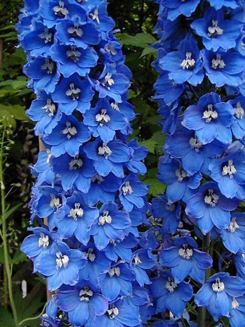 delphinium bleu