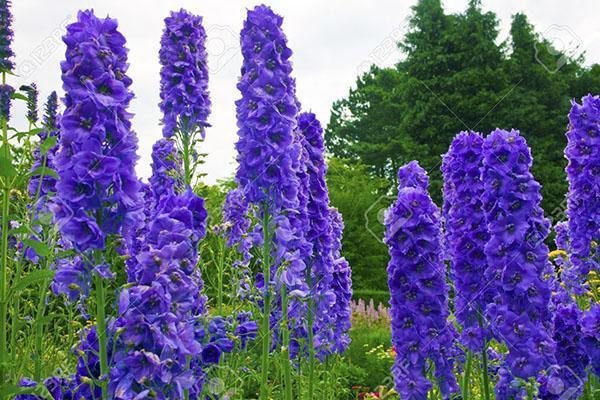inflorescence violette