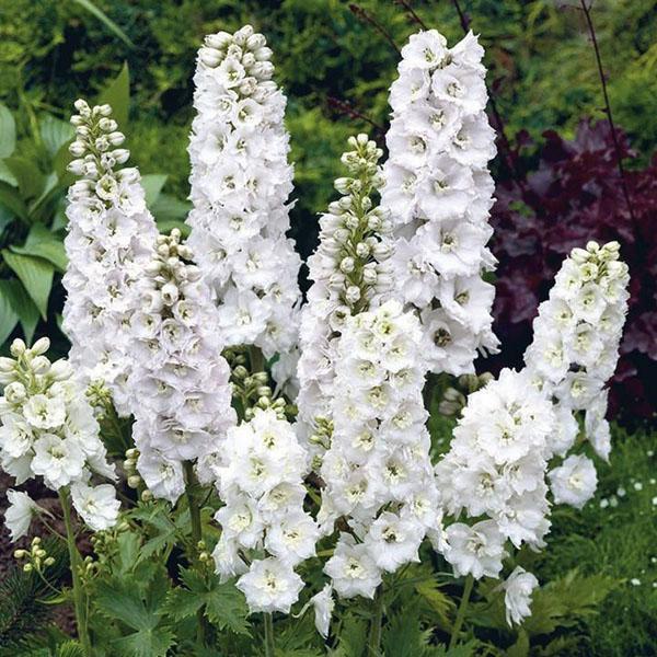 delphinium blanc comme neige