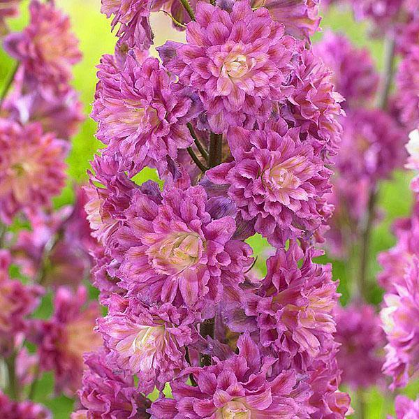 delphinium lilas