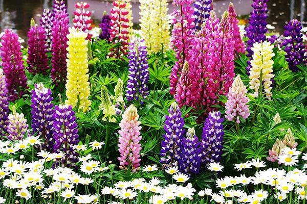 delphinium dans le jardin