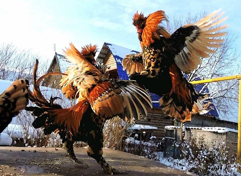 naturaleza arrogante de los gallos Pavlovsky