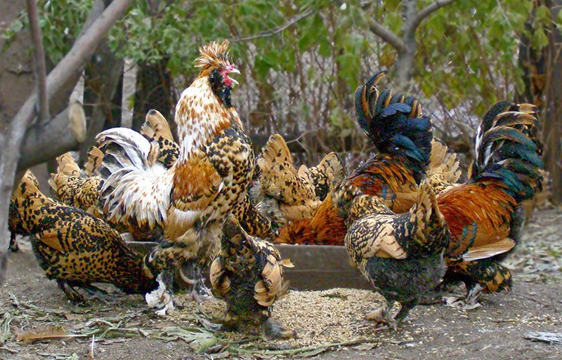 Nutrición equilibrada de la raza de pollos Pavlovsk.