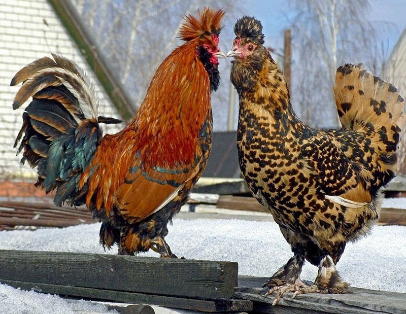 Race de poulets de Pavlovsk