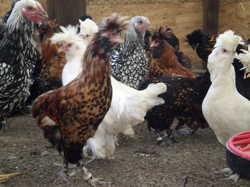 La raza de pollos Pavlovskaya es resistente a las enfermedades.