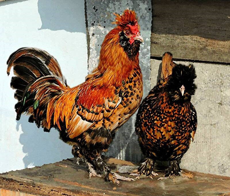 características de la raza de pollos Pavlovsk