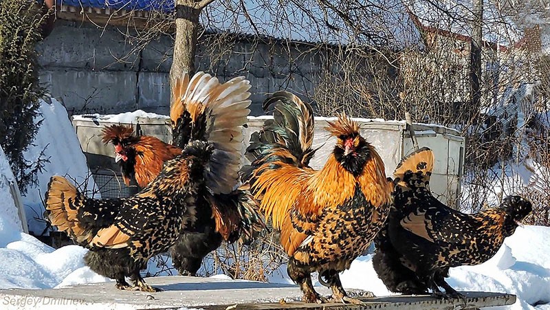 Race de poulets de Pavlovsk