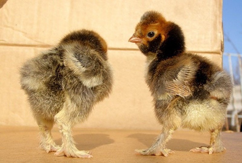 poules et coqs