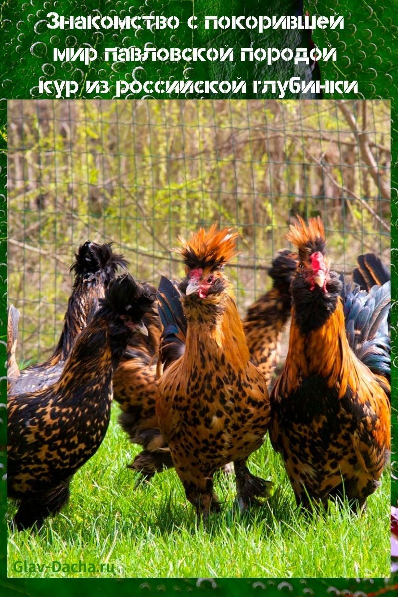 Race de poulets de Pavlovsk