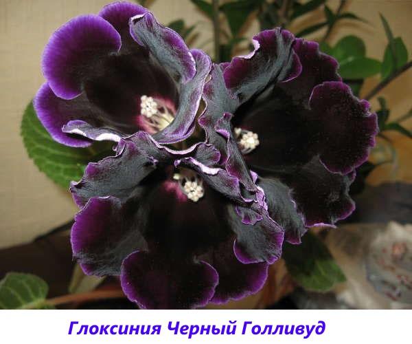 Gloxinia Black Hollywood