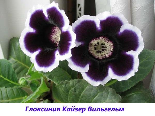 gloxinia Kaiser Wilhelm