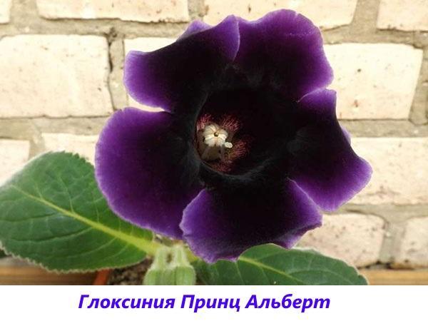 gloxinia prince albert