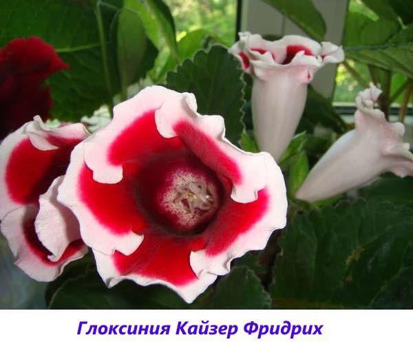 gloxinia Kaiser Friedrich