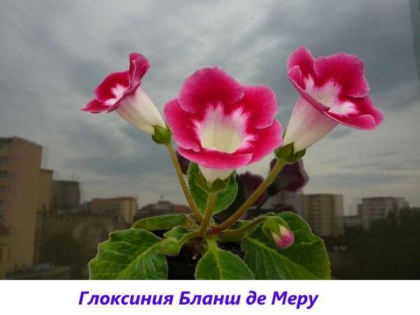 Gloxinia Blanche de Meroux