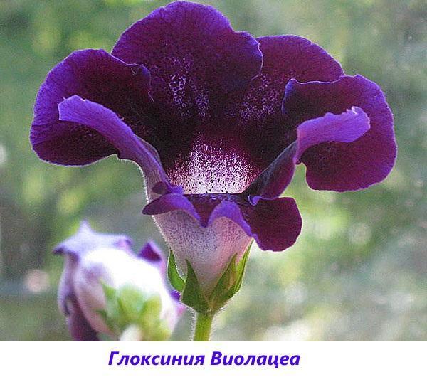 gloxinia violacée