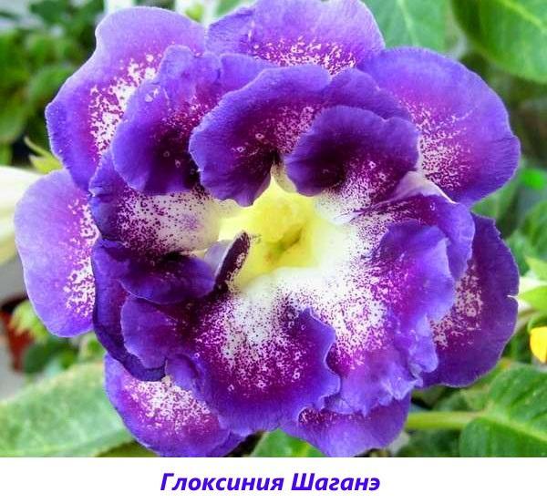 gloxinia Shagane