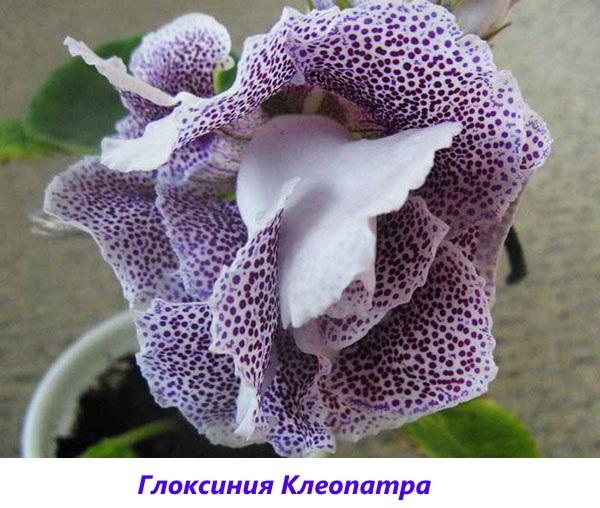 gloxinia cléopâtre