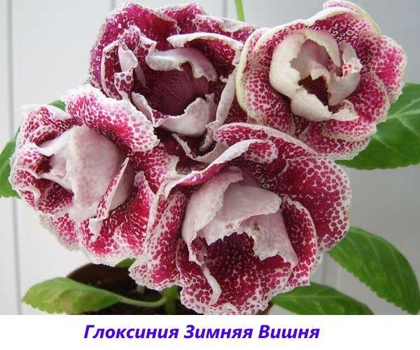 cereza de invierno gloxinia