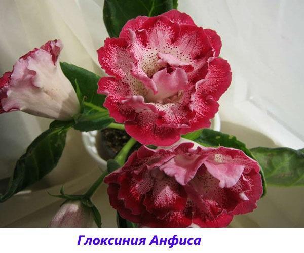 gloxinia Anfisa