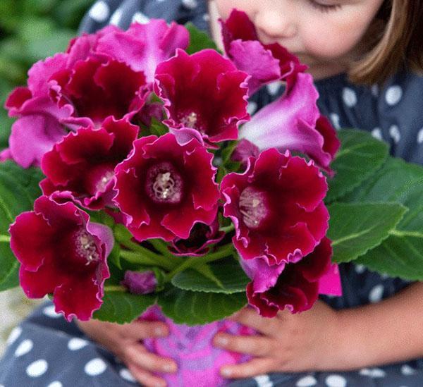 profusa floración de gloxinia