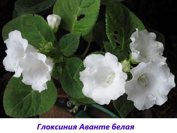 Gloxinia Avante blanc