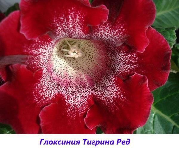 gloxinia Tigrina rouge