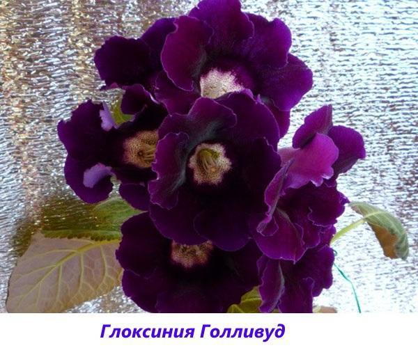 Gloxinia Hollywood