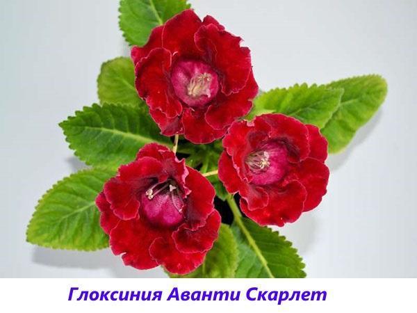 Gloxinia Avante Scarlet