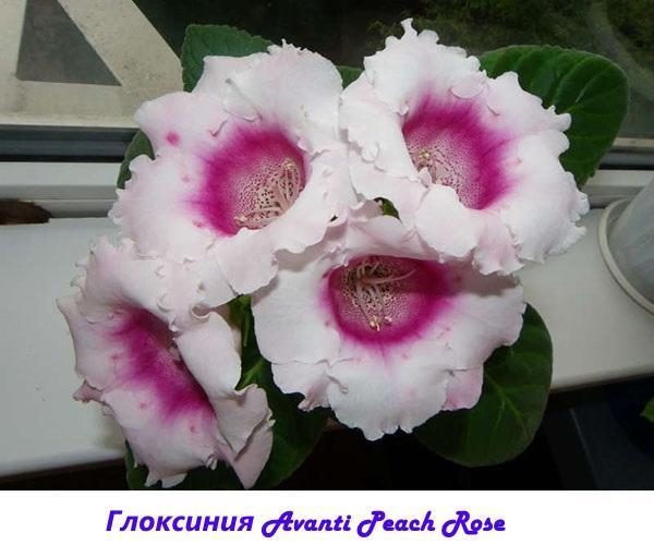 Gloxinia Avanti Melocotón Rosa