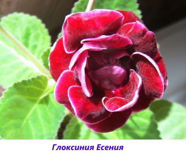 gloxinia Yesenia